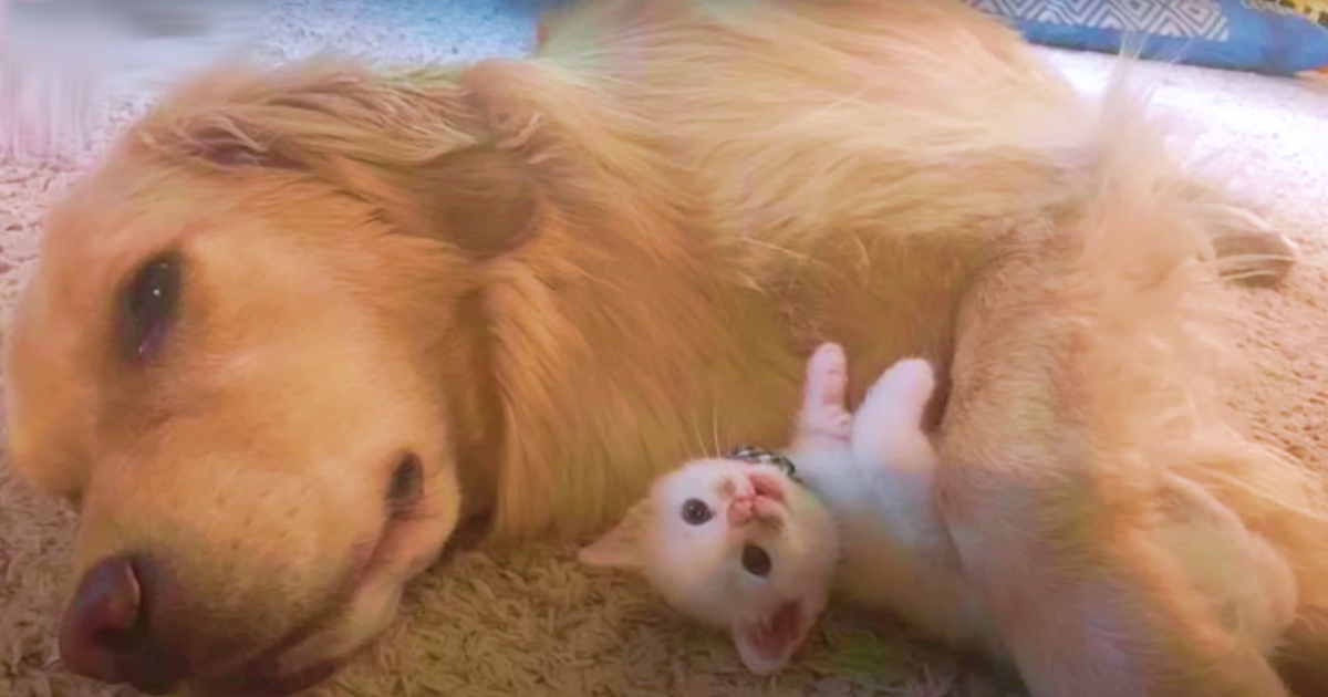 Guy Yanked Big-Thumbed Kitten From Breeder To Bring Home To Dog