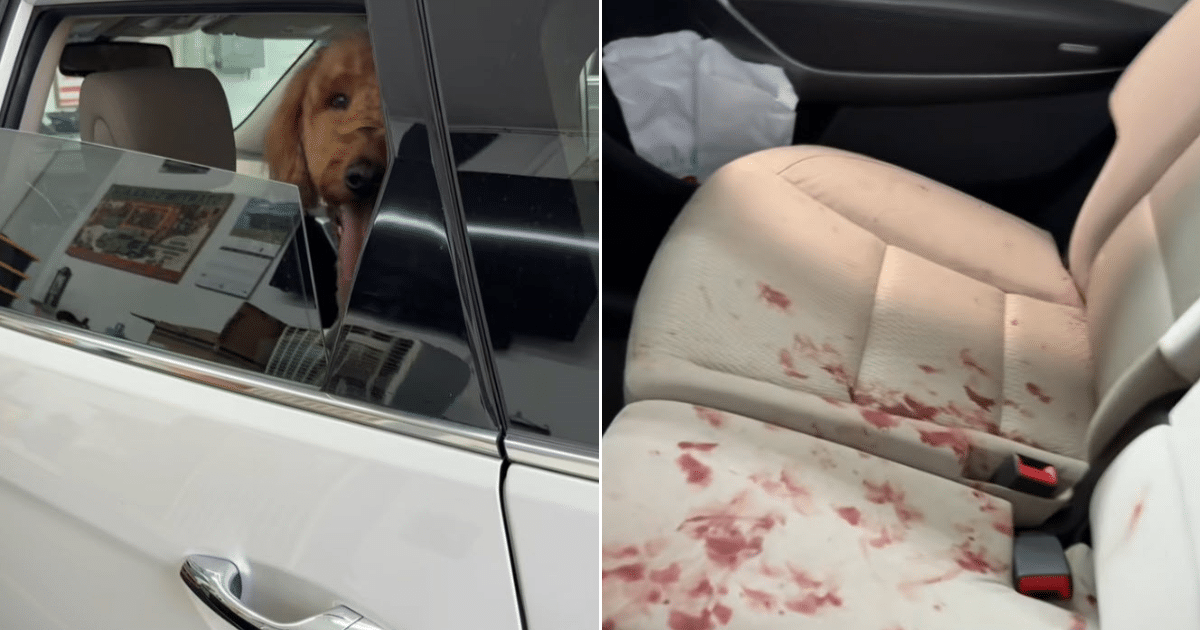Dog Owner Shocked by Bloody Car Ride After Grooming Appointment