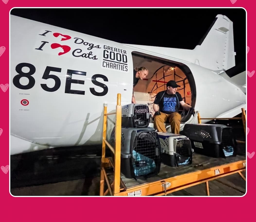 Every Purchase Helps Feed Hungry Shelter Dogs