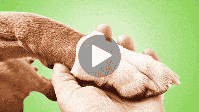 7 Hidden Signs Your Dog's Lymphatic System Is Struggling