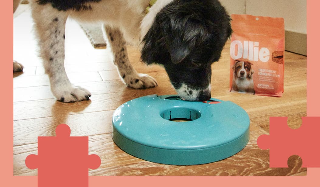 Your dog’s recipe for success