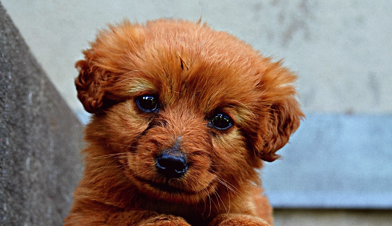 5 Best Dog Collar Cameras