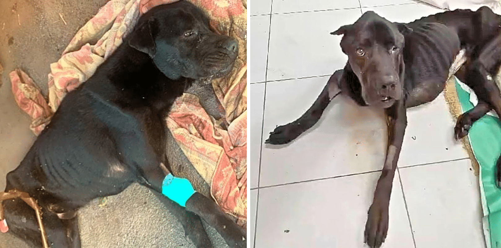 Boss Spent Years Chained, Starved & Suffering In Silence