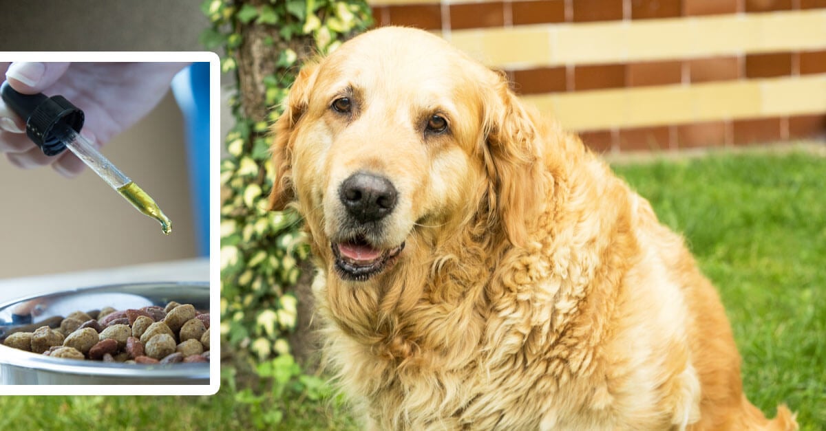 Why Hemp Oil Is The Ultimate Supplement for Senior Dogs
