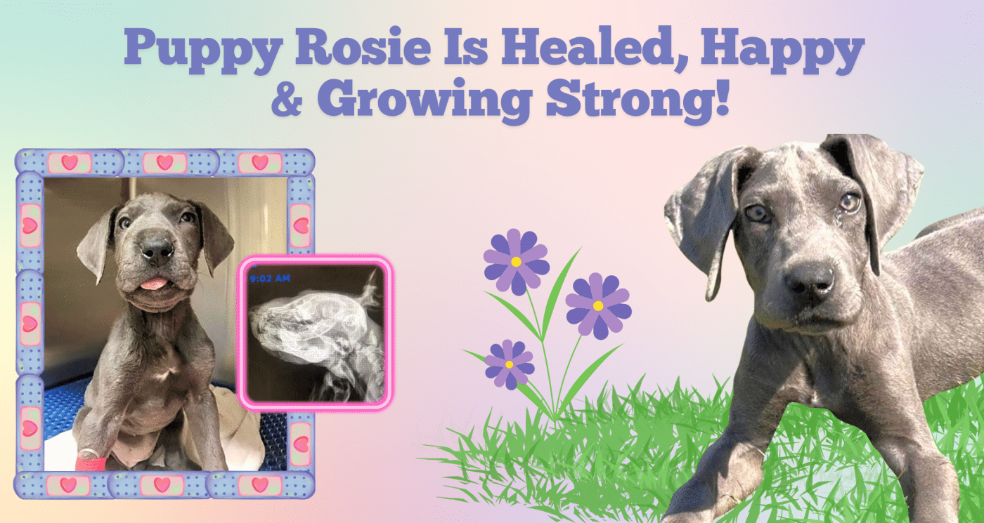Puppy Rosie Is Healed, Happy & Growing Strong!