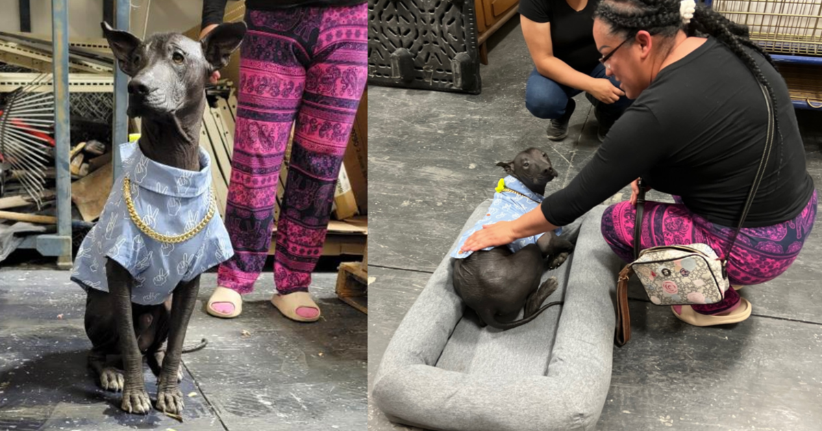 This Pup’s Mom Struggled To Feed Him After A Car Accident, But Your Generosity Helped!