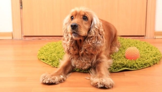 What Can I Give My Dog For Stress?