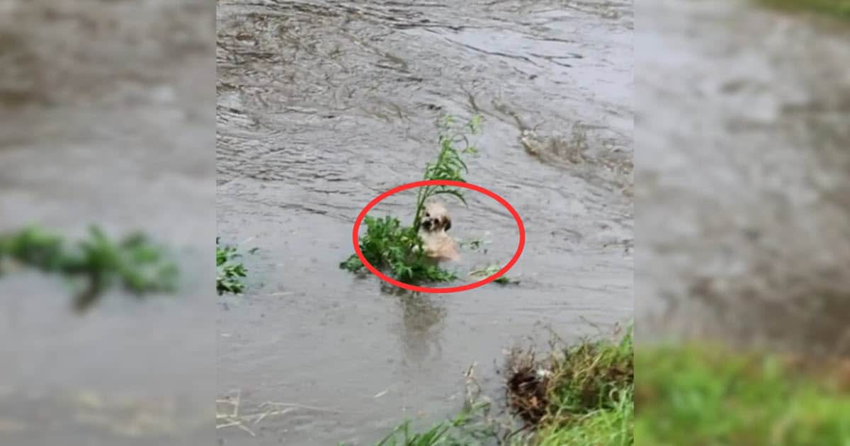 Paralyzed By Fear, Dog Clings to Hope Until a Stranger Appears