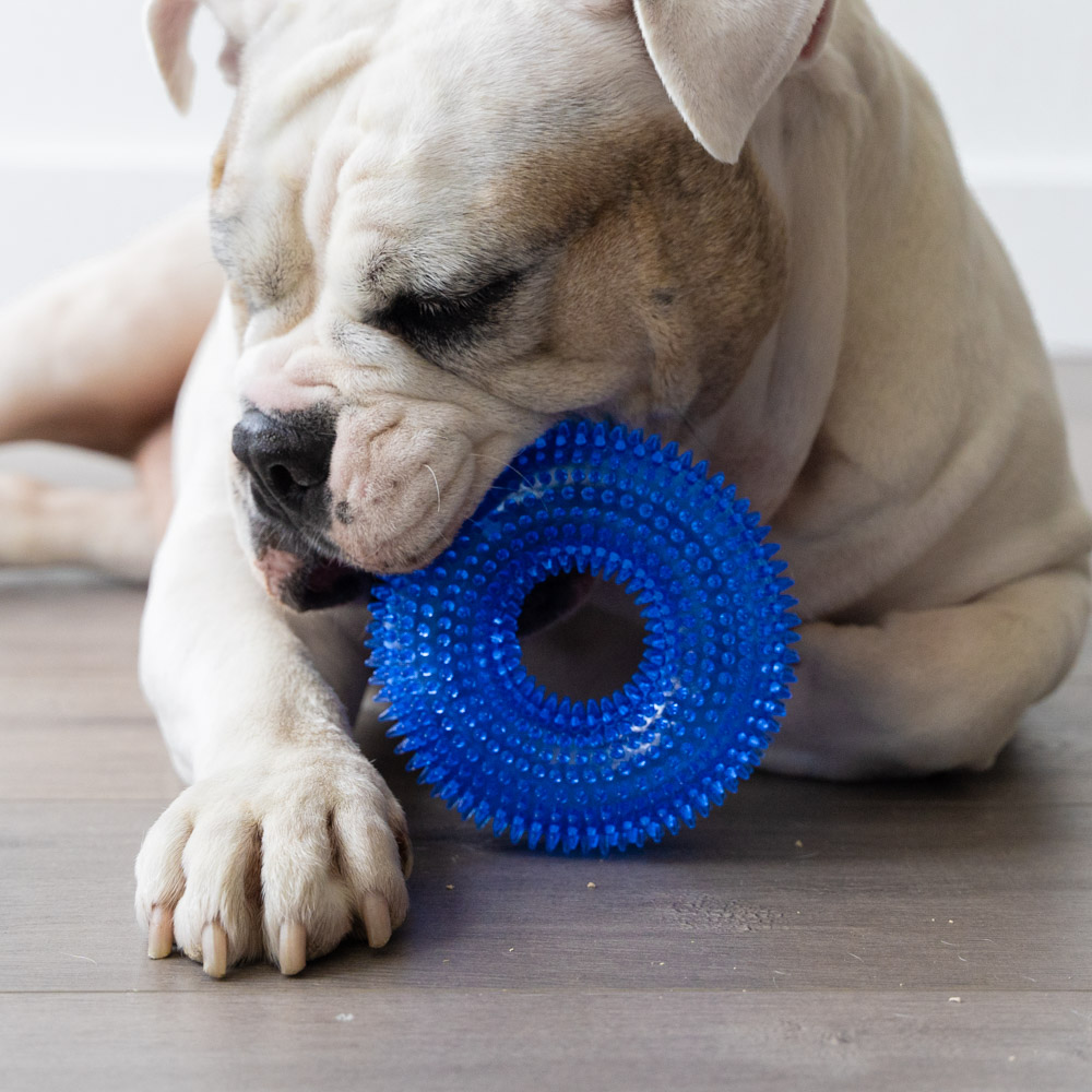 Fetch & Floss Dental Chew Toy