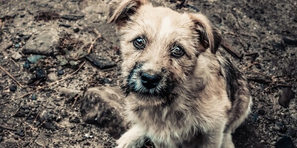 Someone Threw Their Injured, Bitten Dog in the Trash