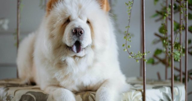 Top 15 Dog Breeds For Guarding Your Home