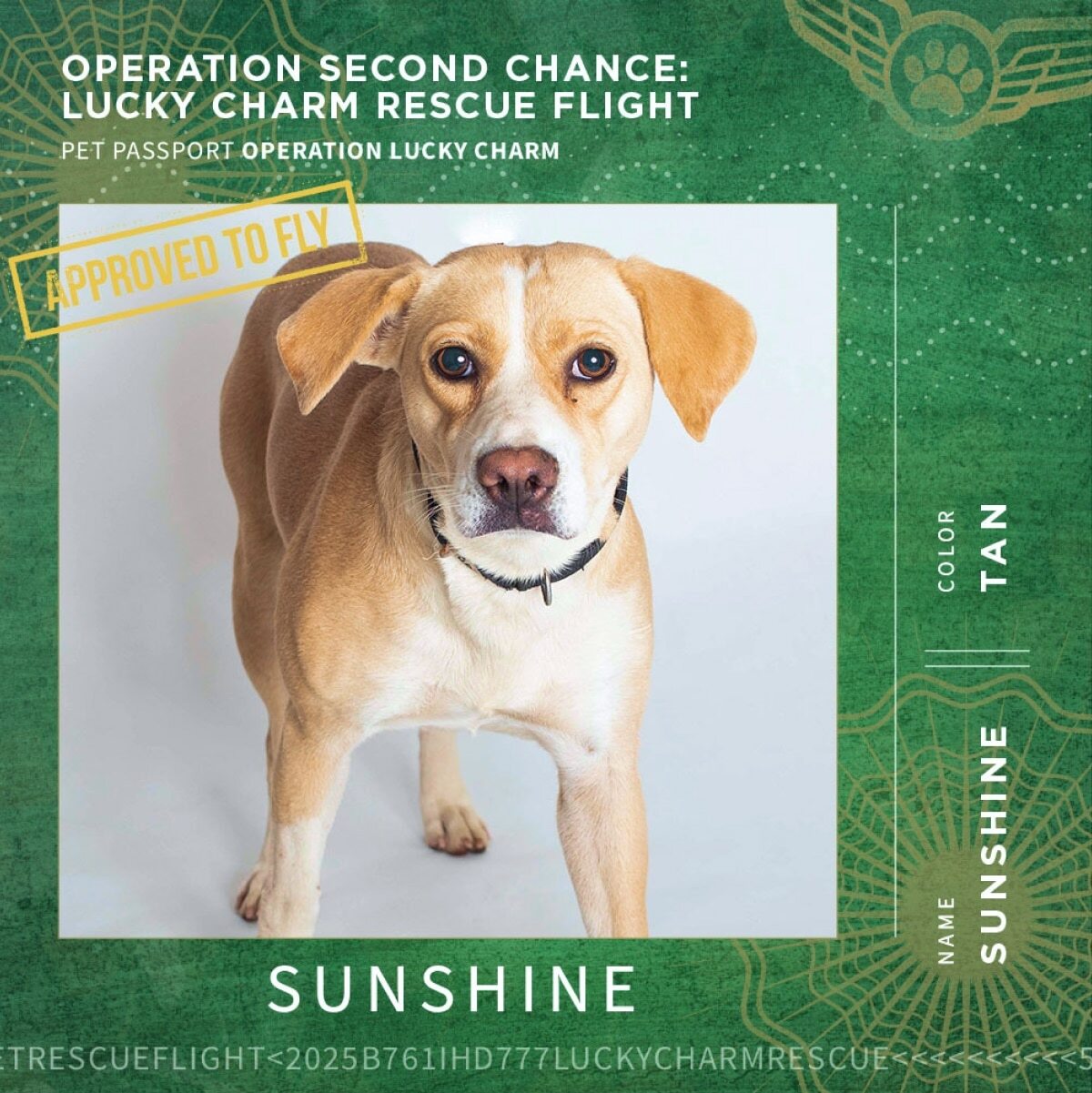SUNSHINE - NAME: SUNSHINE COLOR: TAN
