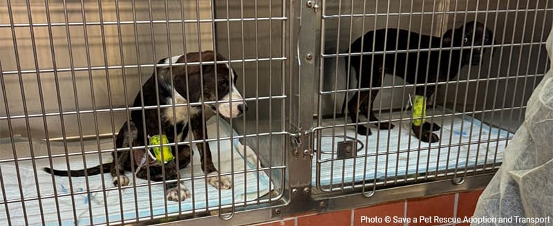 Two dogs in the hospital, waiting for treatment.