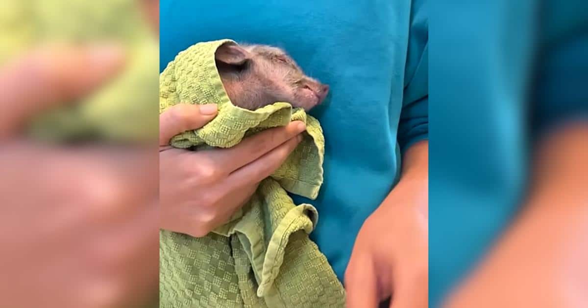 He Was Found Covered in Oil, But Now He’s Covered in Love