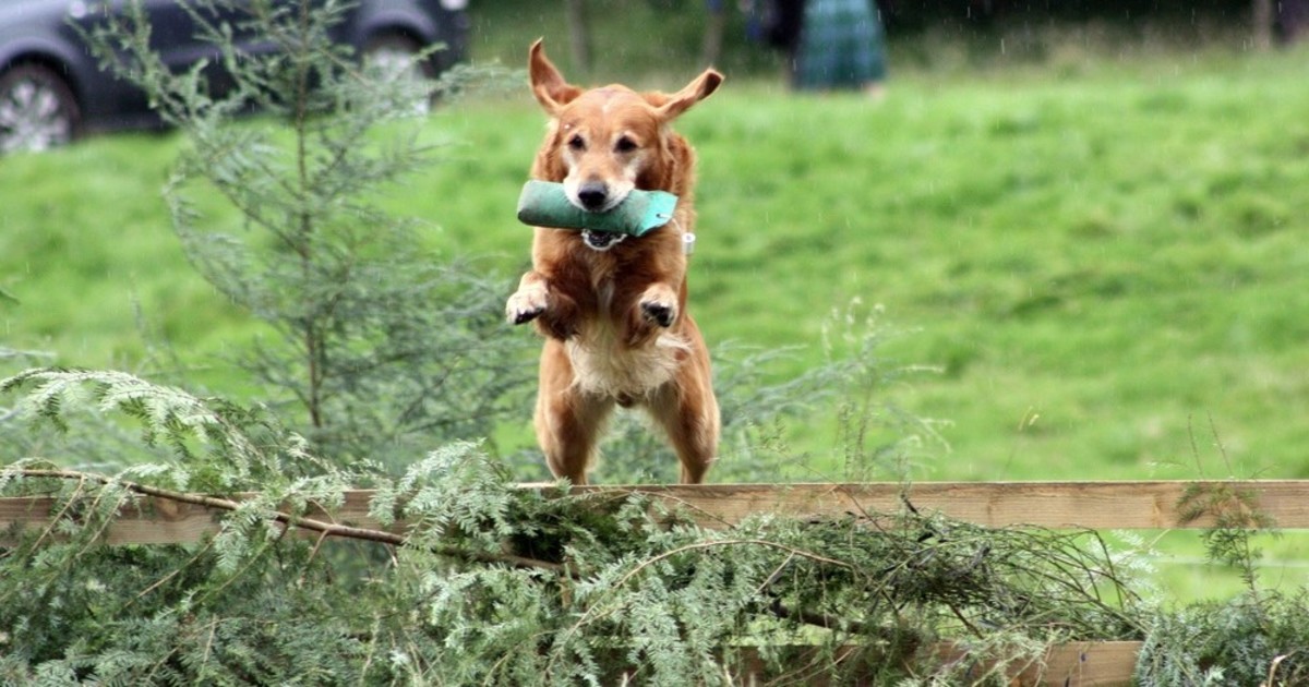 15 Ways To Help Your Dog Live Longer