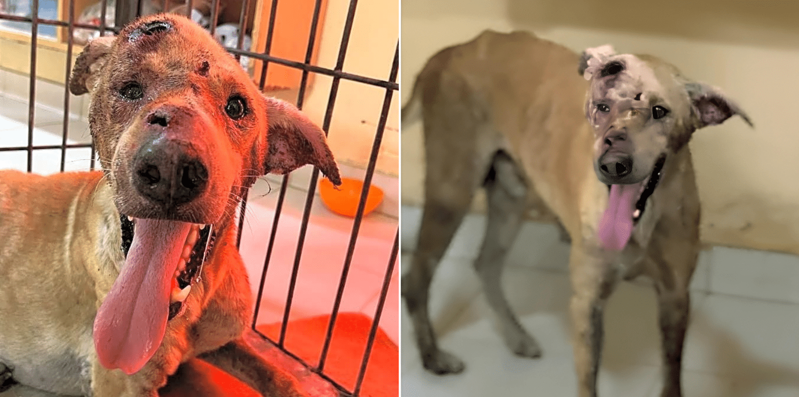 Cruelly Beaten, Juju Wandered the Streets, Struggling to Live