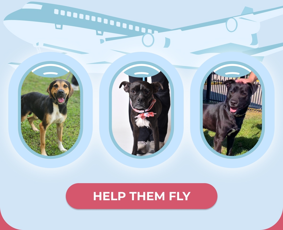HELP THEM FLY