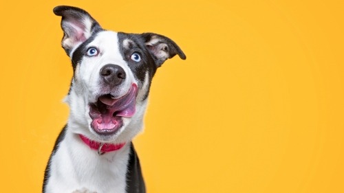 Get a FREE bag of Salmon Jerky Strips and 60% off your first box of Ollie!