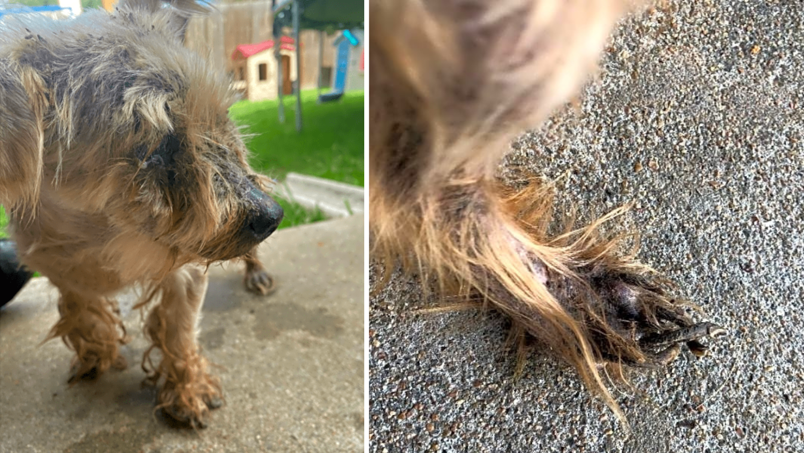 Found Alone In The Road, Winky Has Endured Unimaginable Pain