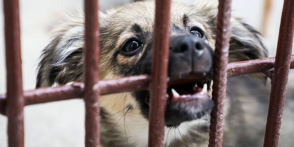 Dogs and Cats Covered in Fleas, House Deemed Hazardous