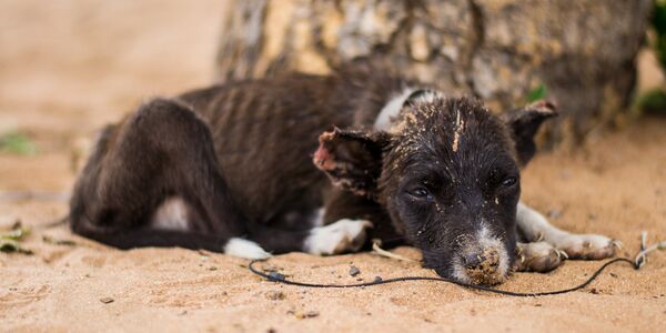 Convicted Animal Abusers Shouldn't Be Able to Acquire Pets Again