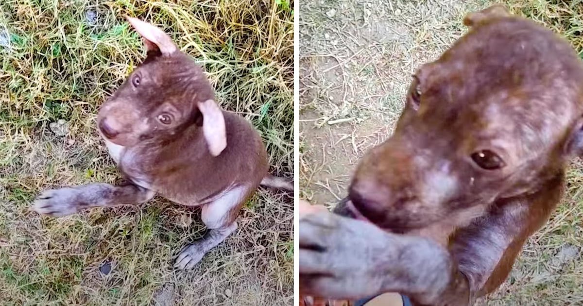 Man Takes In A Stray Dog With Very Little Fur And A Big Belly