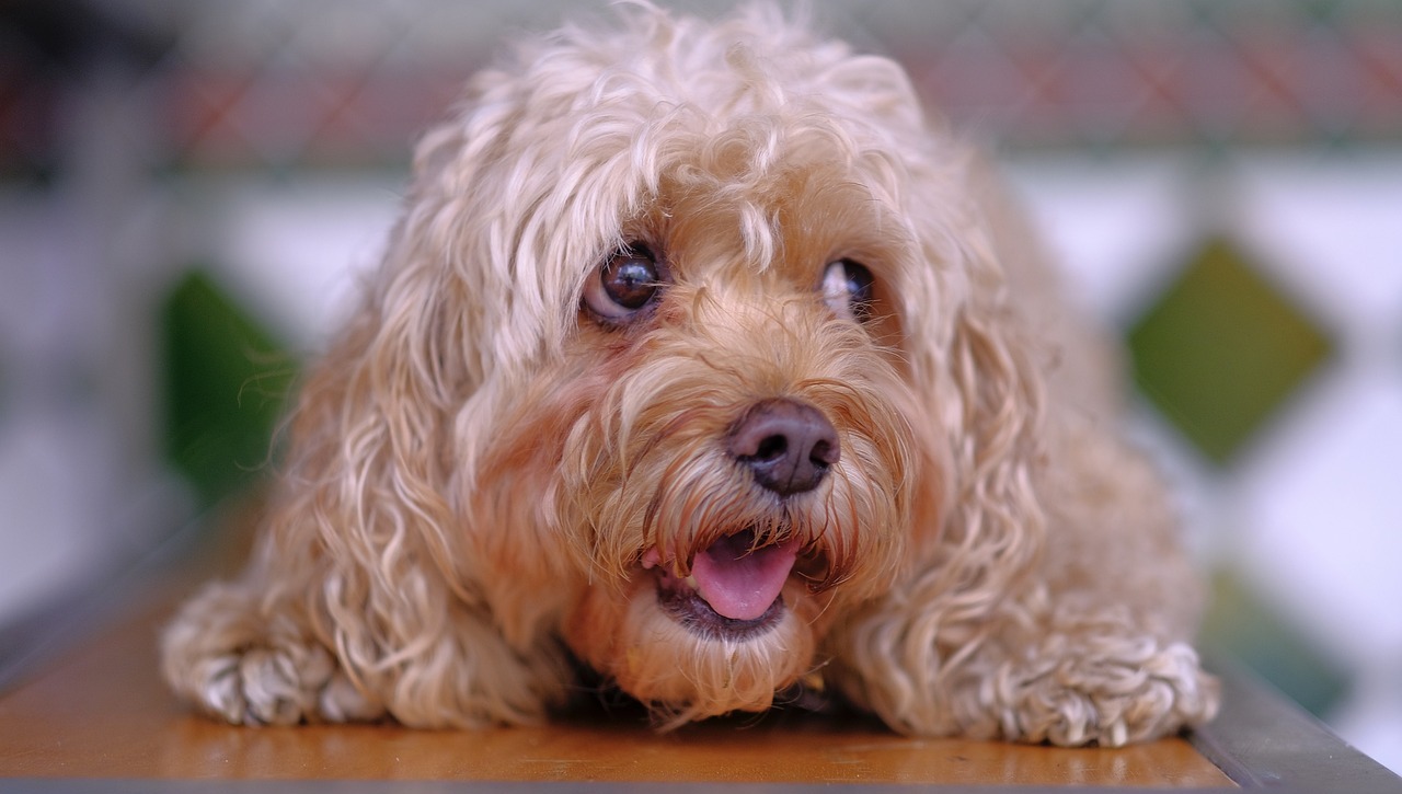 12 Best Dog Foods Without Peas & Legumes