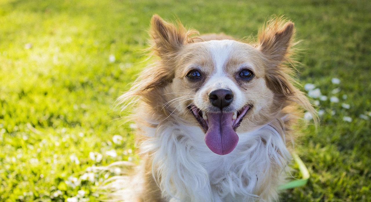 7 Best Dental Powders for Dogs