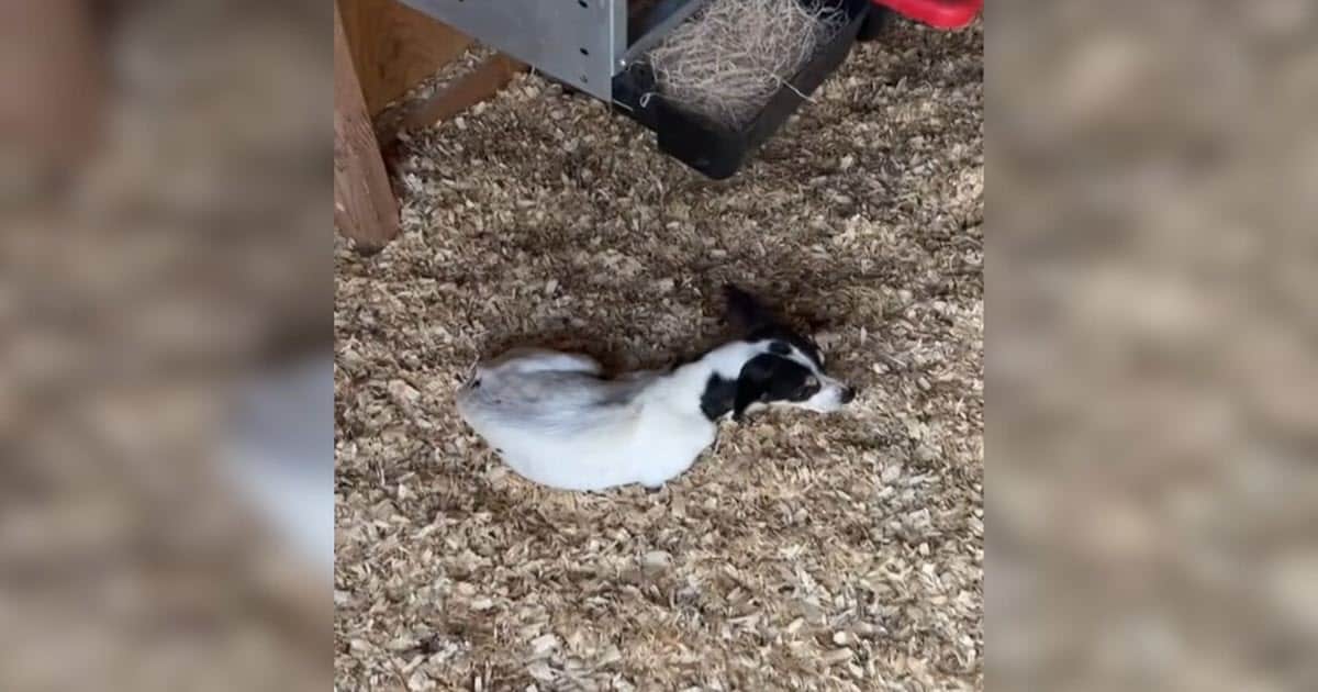 Woman Checking on Chickens Finds a Freezing Puppy Curled Up Inside the Coop