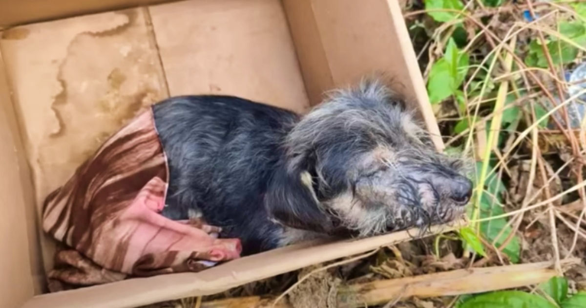 Little Dog’s ‘Box Of Misery’ Became A Symbol Of Hope
