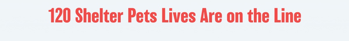120 Shelter Pets Lives Are on the Line