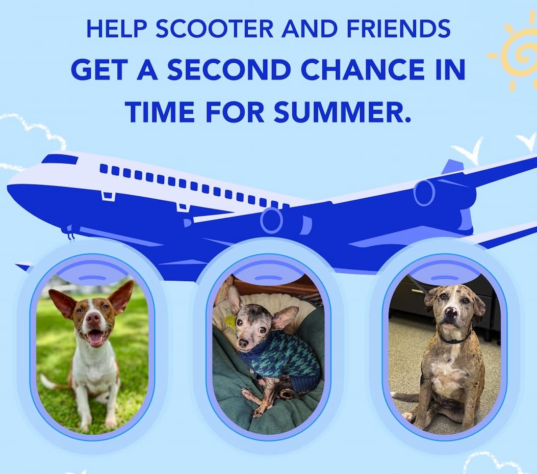 Help Scooter and Friends Get a Second Chance in Time for Summer.