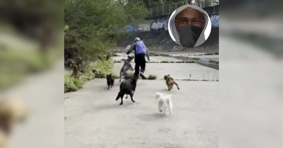 Pack of Dogs Chases Off Man Accused of Attacking Two Women