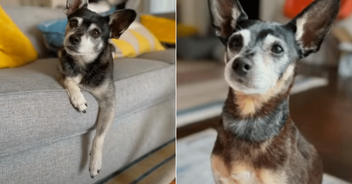 Family Adopts Lookalike Dog After Loss, But DNA Discovers Incredible Genetic Surprise