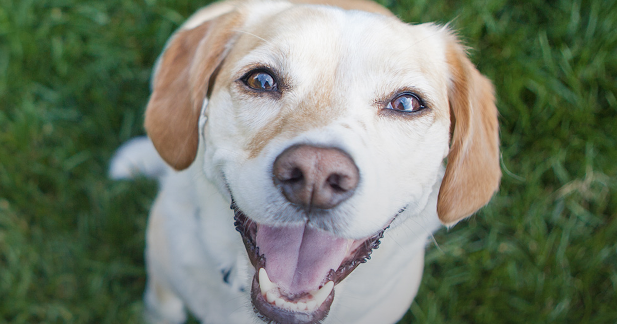 5 Powerful Reasons Why Your Dog Needs Colostrum – ASAP!