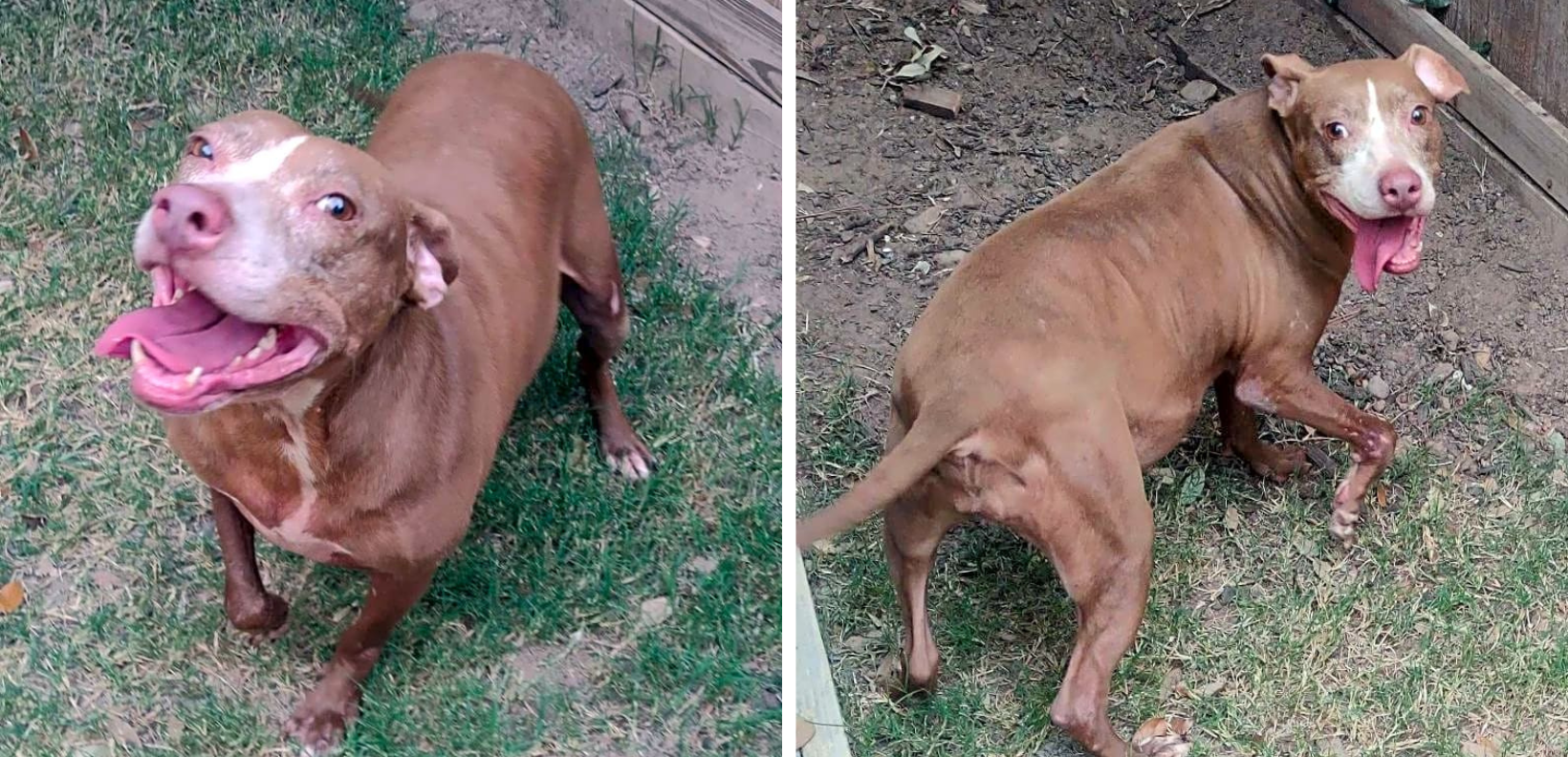 Help Toffee Get Fixed Up & Become A Veteran's Service Dog