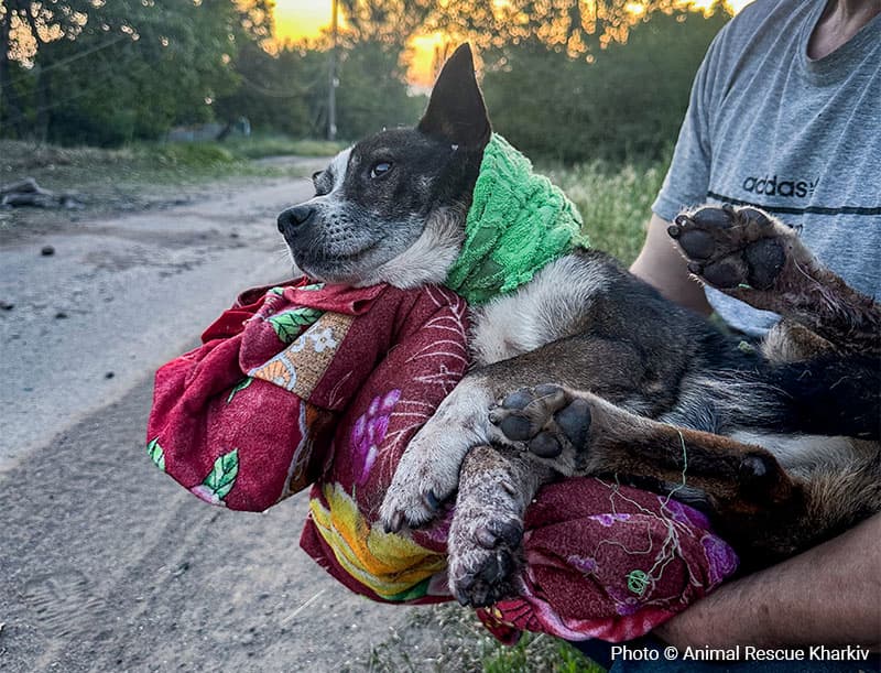 Dog with a bandaged neck being held on a blanket.