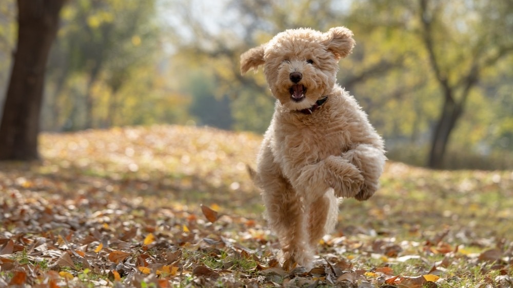 How One Food Transformed a Foster Dog’s Health