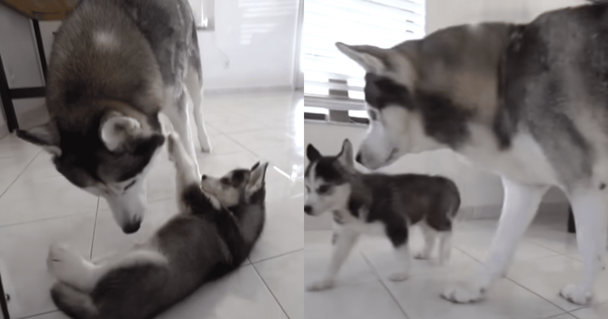 Husky Meets Puppy for the First Time and They’re a ‘Perfect Pair’