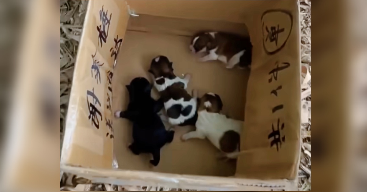 Newborn Pups Cried Out For Mom While Trembling On A Pile Of Leaves