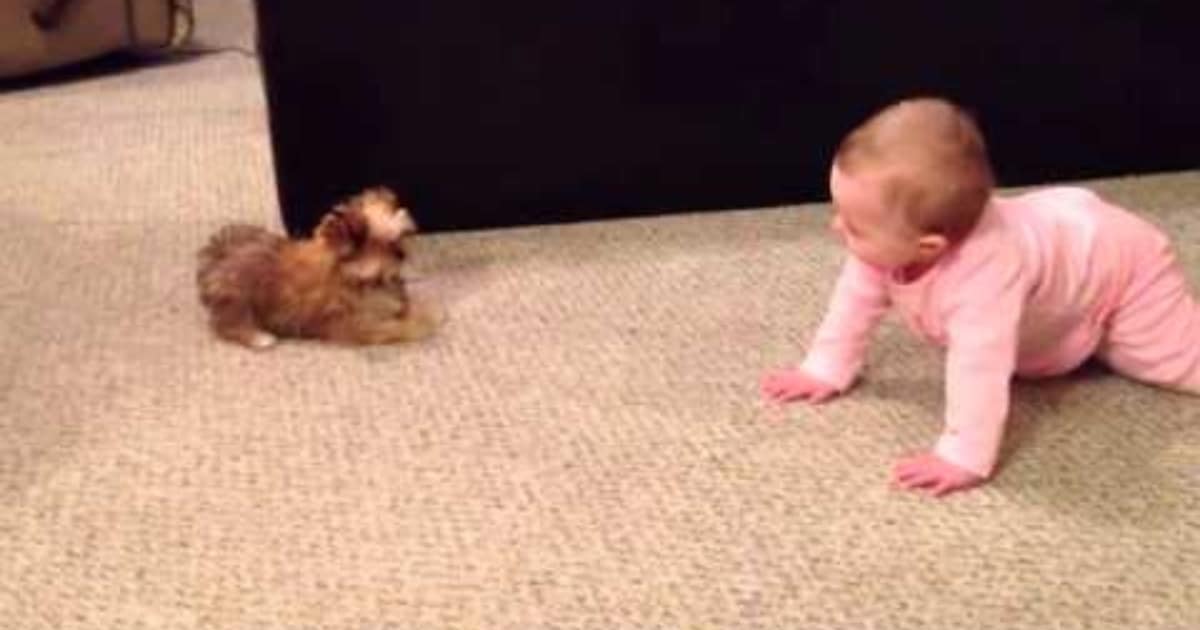 Baby and Puppy’s Adorable ‘Conversation’ Caught on Camera by Dad