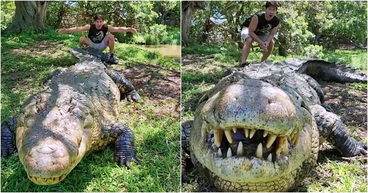 Giant Croc Who Has Sired 10,000 Babies Celebrates 124th Birthday