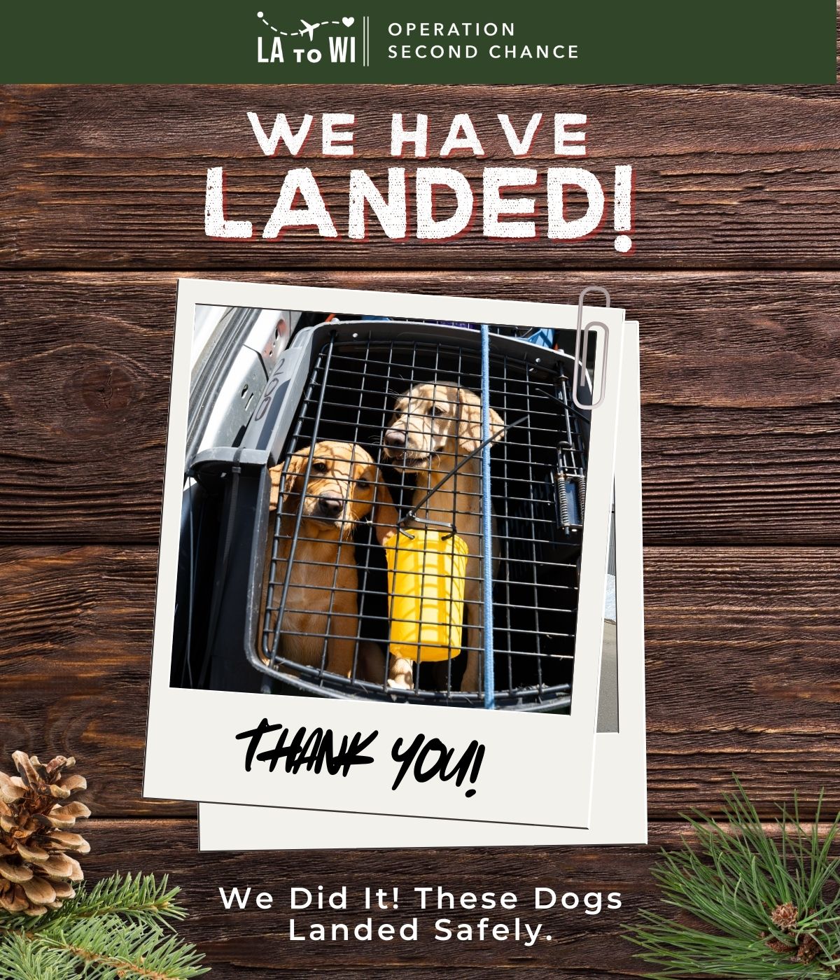 Two dogs in a kennel that landed safely in Wisconsin for their second chance at life. 
