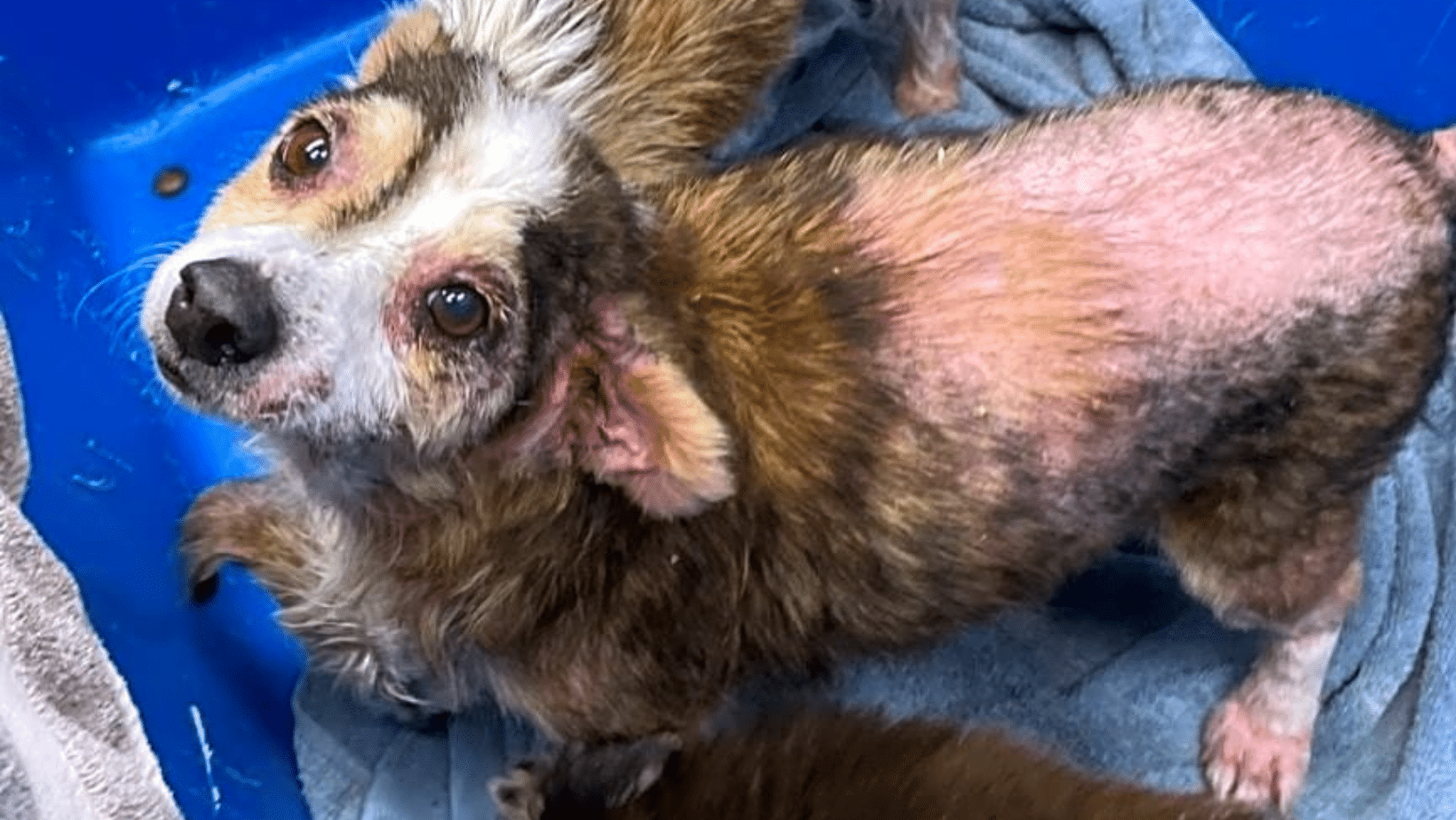 Mama Dog Stella Is A Medical Mess & She Needs Your Help