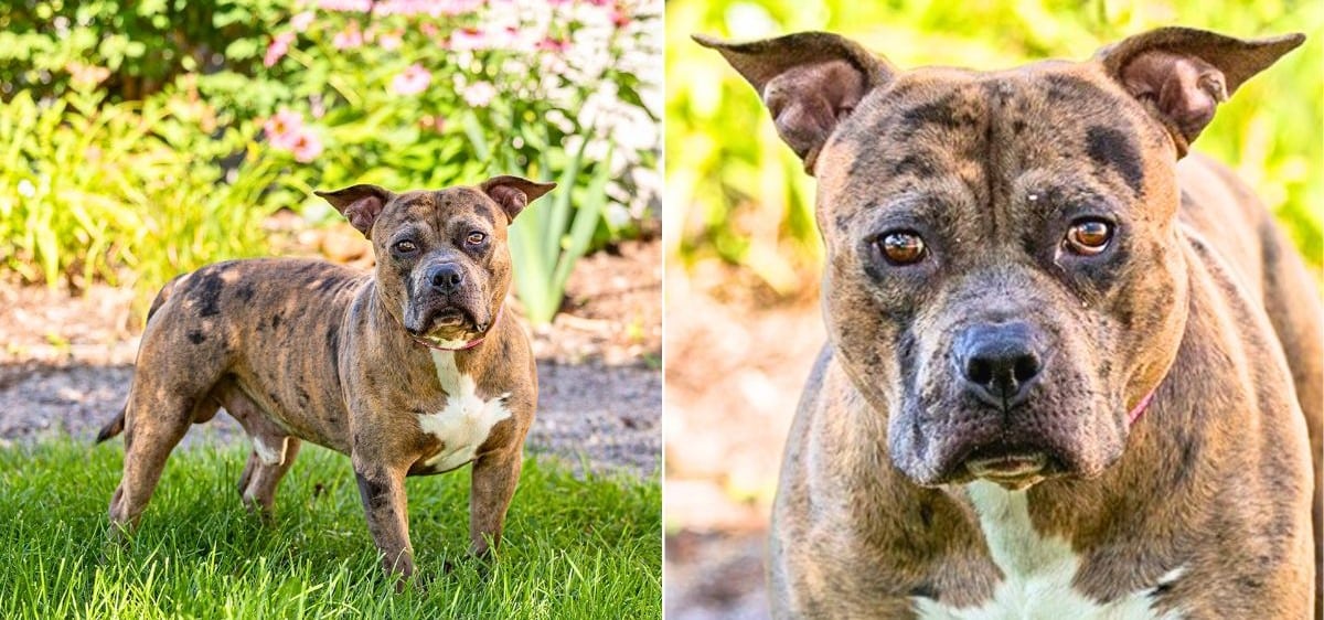 Help Heal Munchie's Heart & Be the Reason He Walks Again