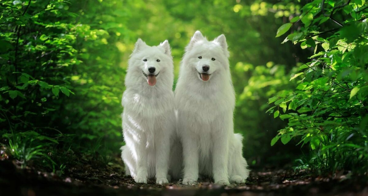 Top 10 Most Expensive Dog Breeds To Own