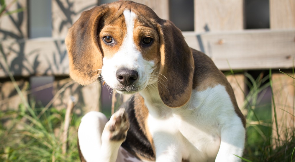 Is Your Dog Suffering from Allergies? Find Out with This Simple DNA Test!