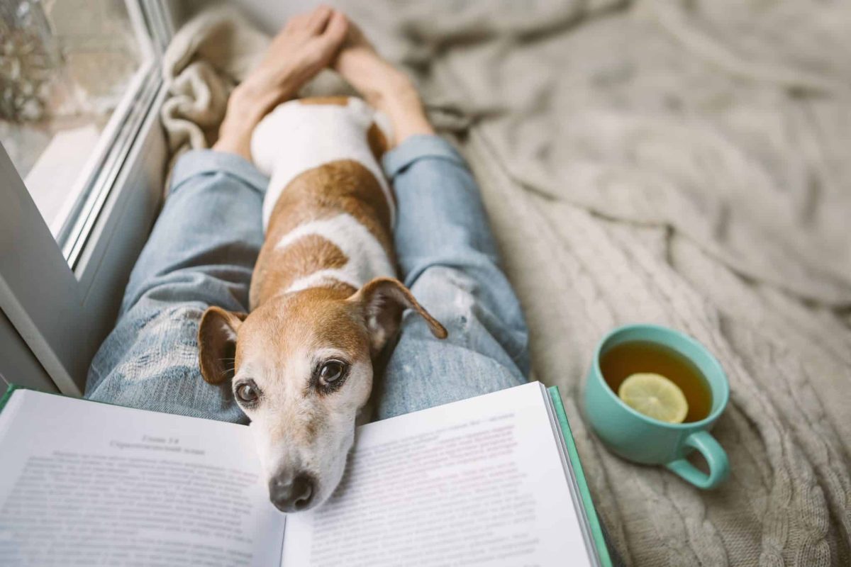 35 Dog Breeds That Connect With Humans On The Deepest Levels