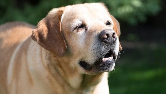 80% of Older Dogs Have This Painful Issue, But Hide It From Their Owners