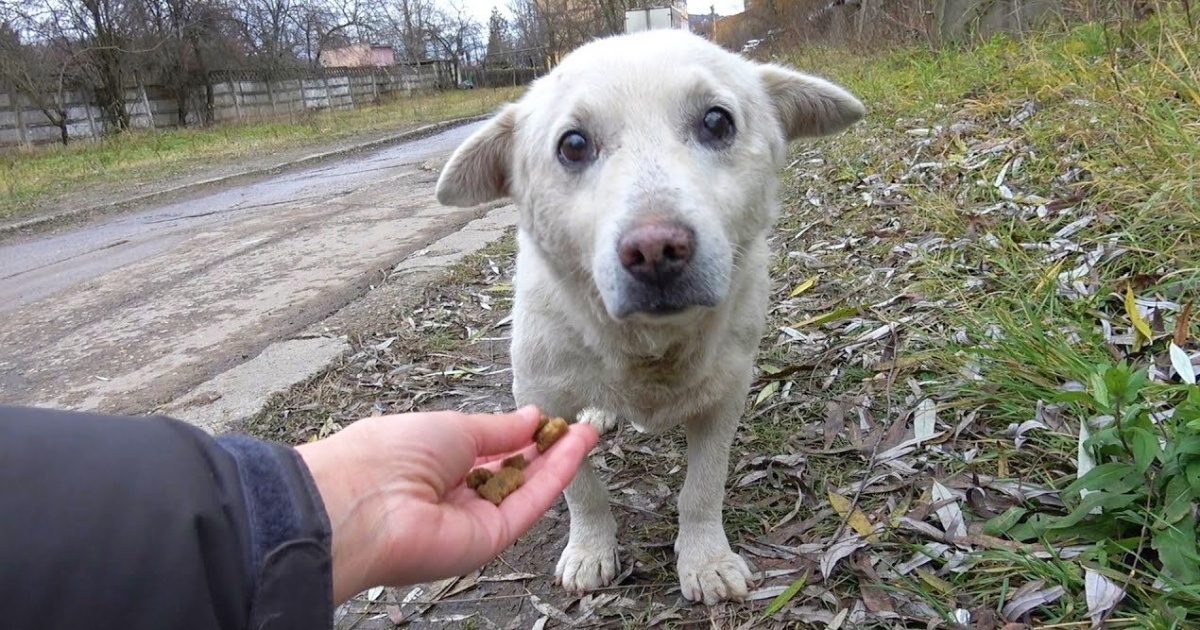 Harrowing Rescue Of Hopeless Dog With Disheartening Past